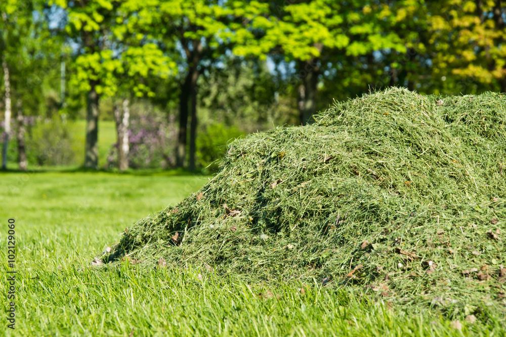pile of cut grass in park