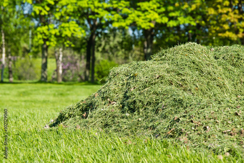 Obraz na płótnie pile of cut grass in park w salonie