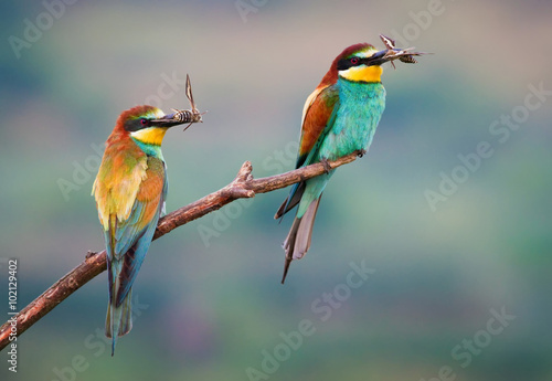 Two bee-eater