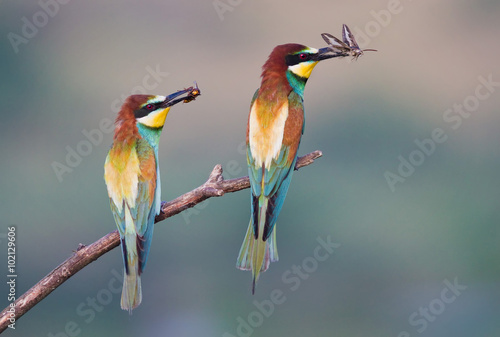Two bee-eaters and two butterflys