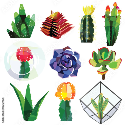 succulent cactus flower low poly colorful set with glass geometric terrariums. Vector illustration isolated on white background. Tiny cute succulents.