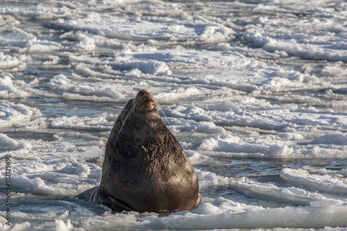Steller's sea lion laying on the ice