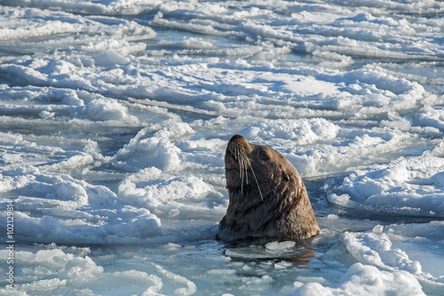 marine mammal sea lion in the icy sea