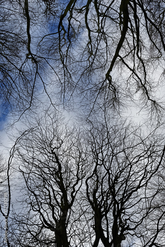 Winter Woodland Canopy