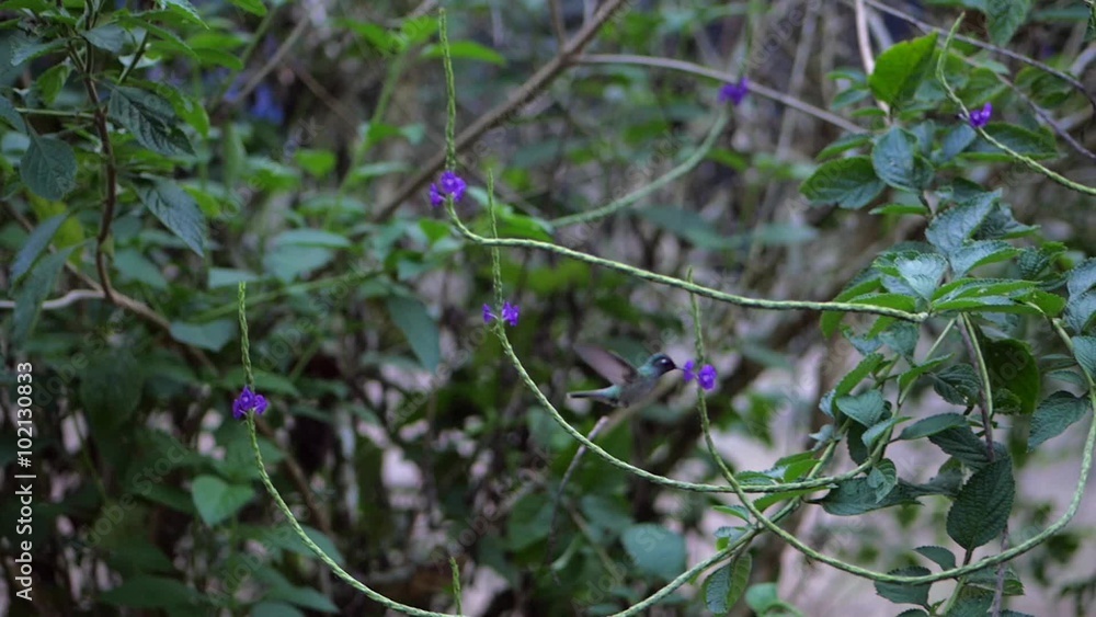 Blue hummingbird flying while eating in slow motion Blue hummingbird flying while eating in slow motion