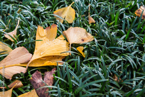 Yellow Ginkgo leaves on green grasses photo