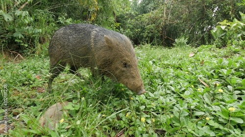 Wild boar in the amazonian jungle photo