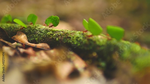 Leaf-cutter ants in the amazonian jungle