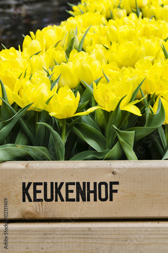 Keukenhof written on the fence in front of yellow tulips, Amster photo