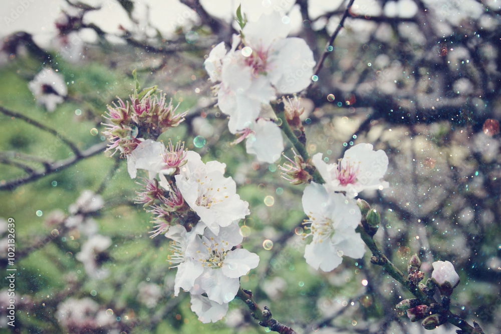 image of spring white cherry blossoms tree. selective focus. vintage filtered
image of spring white cherry blossoms tree. selective focus. vintage filtered