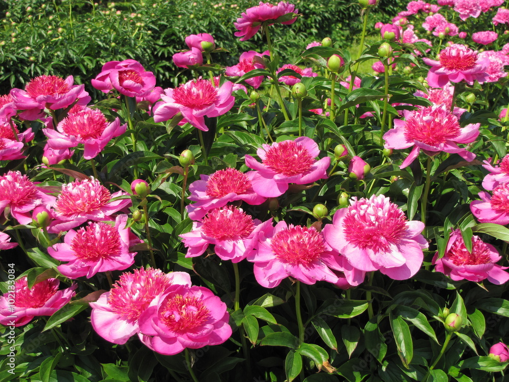 Bloooming pink peony flowers Bloooming pink peony flowers