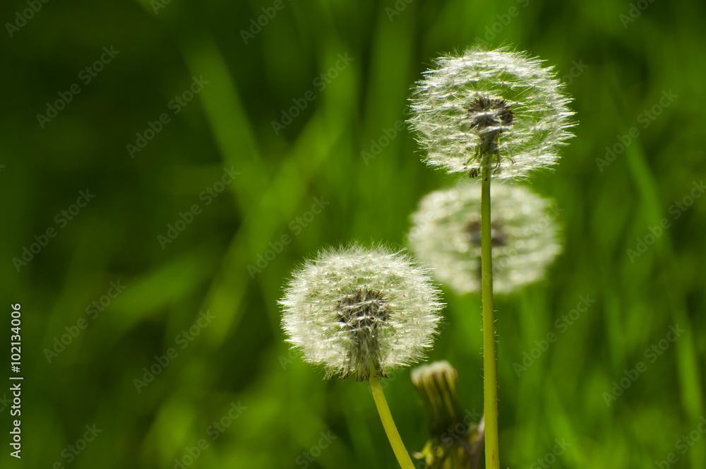 Dandelion (Taraxacum) with blurred dark green in the background Dandelion (Taraxacum) with blurred dark green in the background