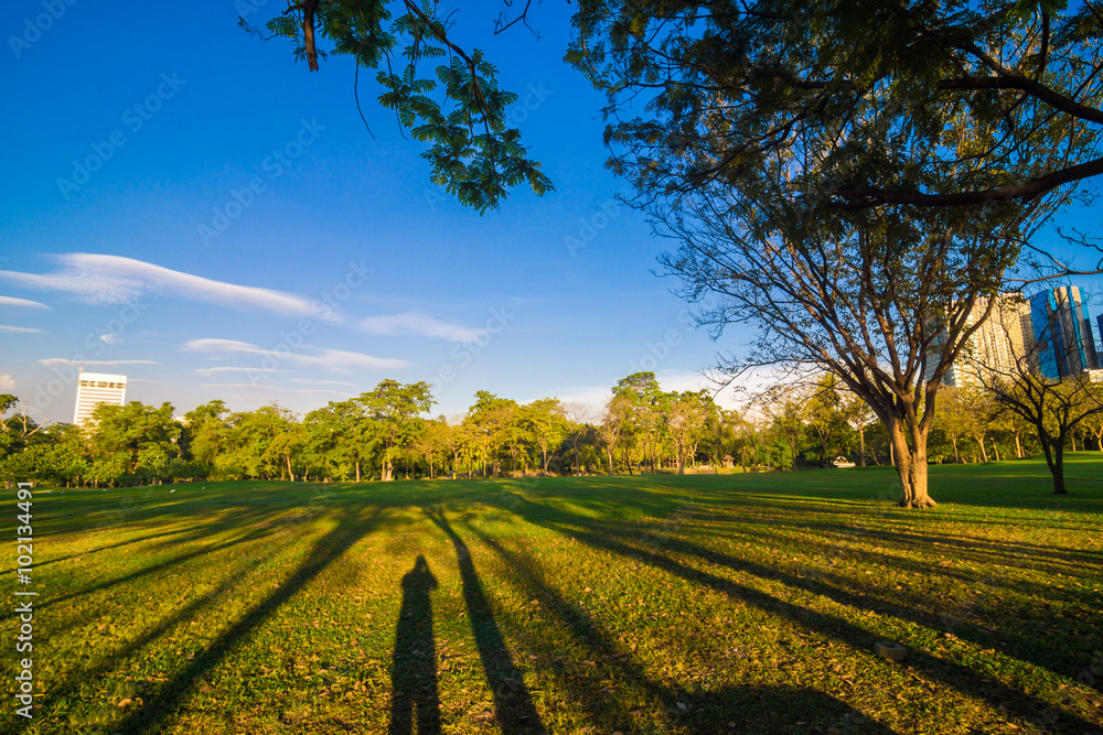 Beautiful green summer park garden with blue sky. Beautiful green summer park garden with blue sky.