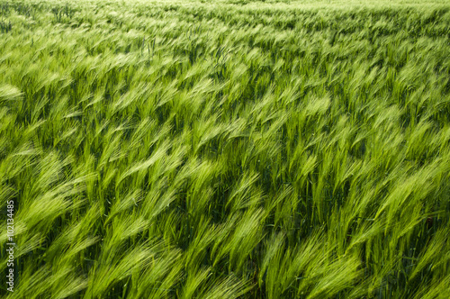 field of fresh green barley in spring