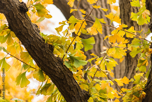 Yellow Ginkgo leaves on the branch of tree in the park