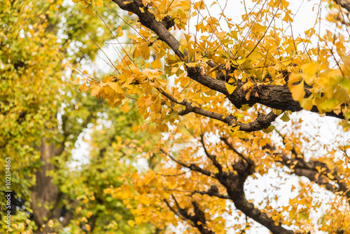 Branch of Yellow Ginkgo tree in the park