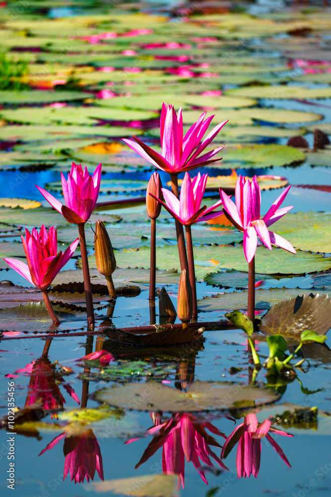 Red lotus in lake with reflection in water