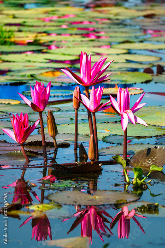 Red lotus in lake with reflection in water