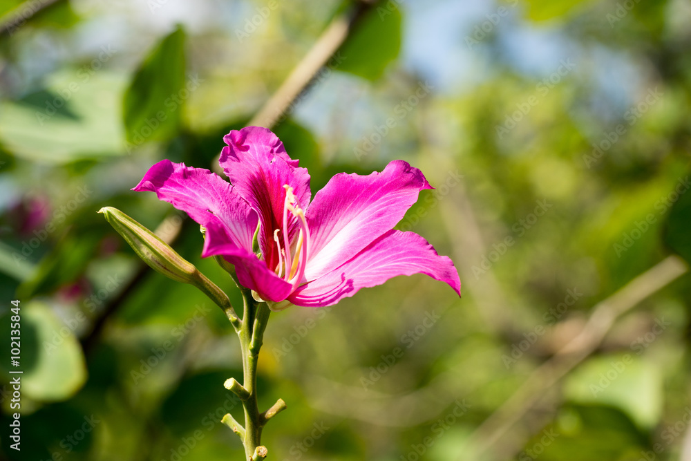 Pink Flower with Bokeh Blur background Pink Flower with Bokeh Blur background