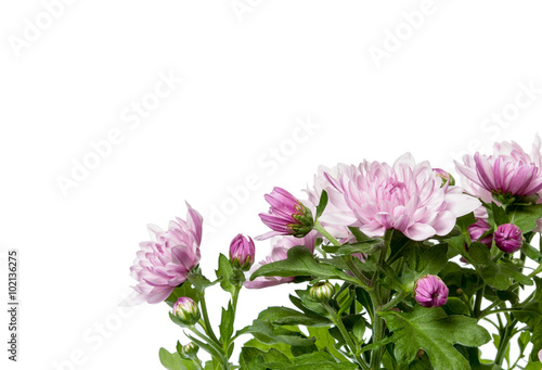 pink chrysanthemum in corner of white background