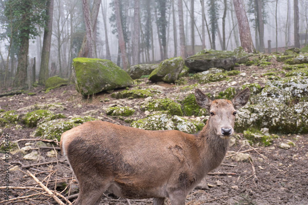 Fototapeta premium Reh mit Nebel im Wald