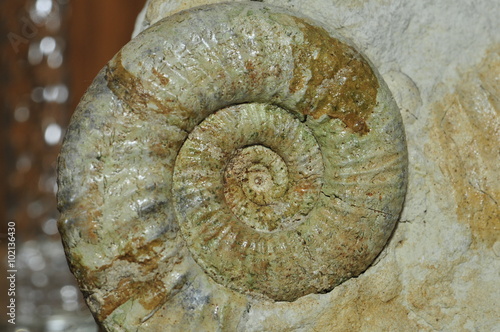 Versteinerung einer Schnecke Ammonit photo