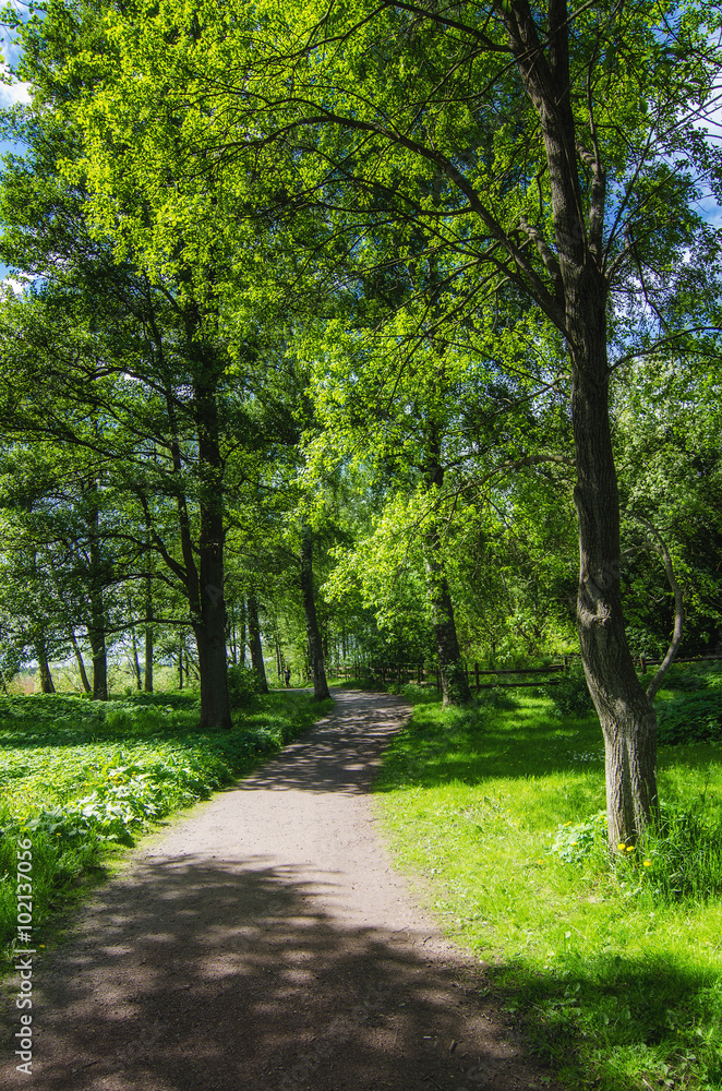 Green sunny spring scandinavian park with hiking trail, tranquil natural seasonal background