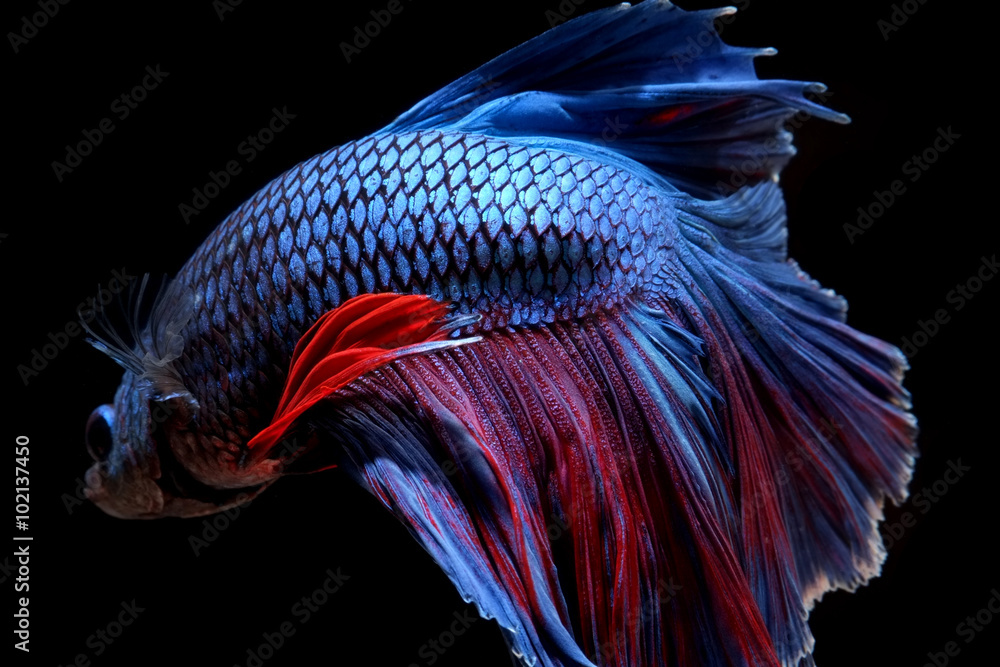 Fototapeta premium betta fish isolated on black background