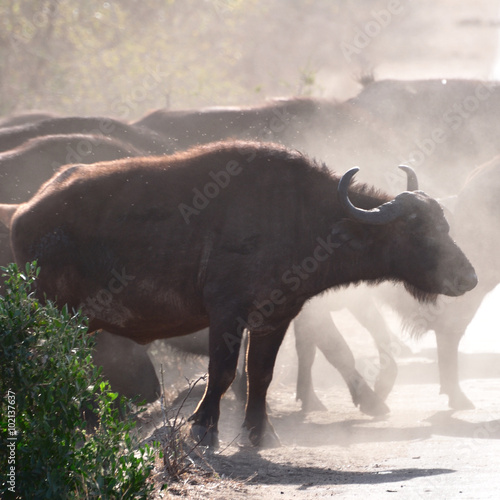 buffalo in Kurger Park in south africa © vincentmulder