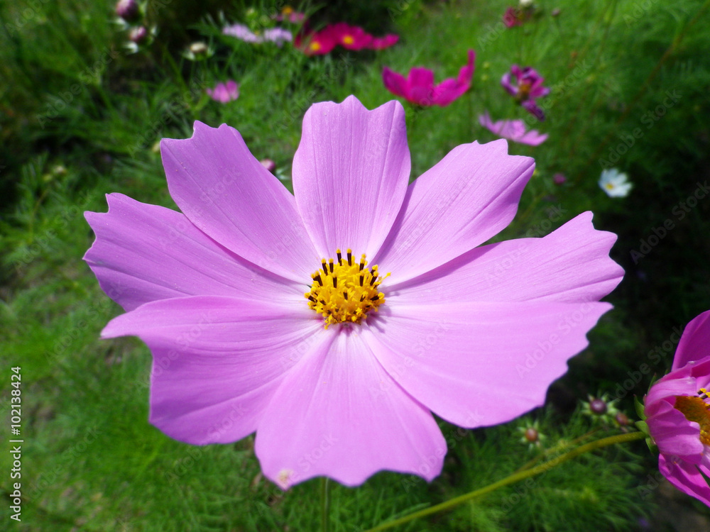 Fototapeta premium 桃色の秋桜