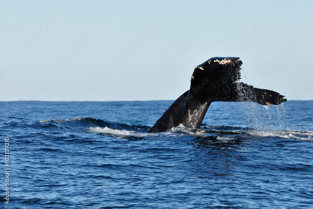 Fototapeta premium Whale watching at plettenberg bay 