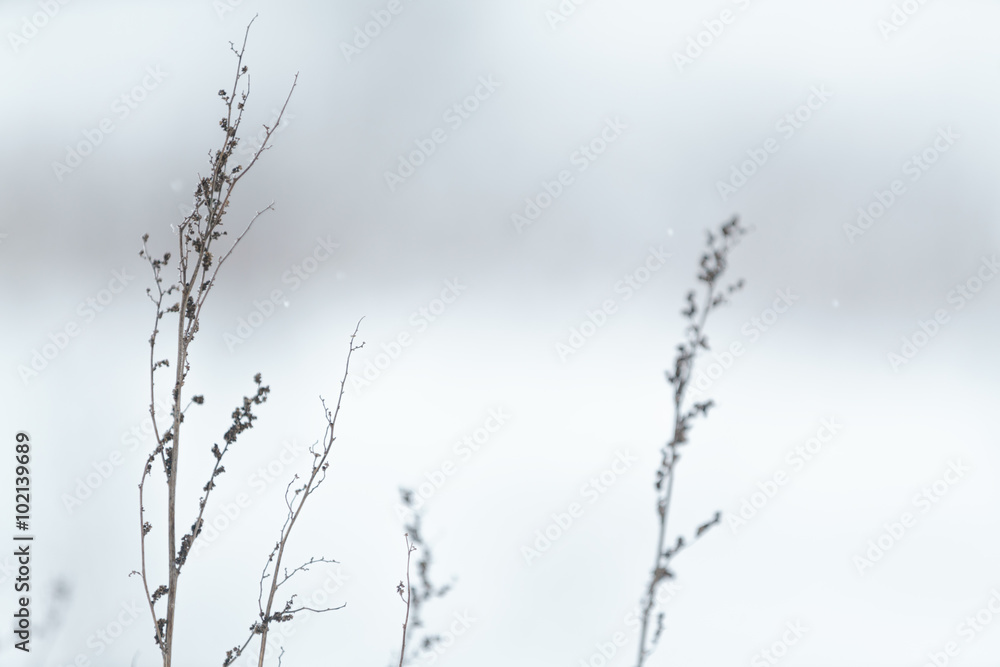 wild grass frozen and covered with snow wild grass frozen and covered with snow
