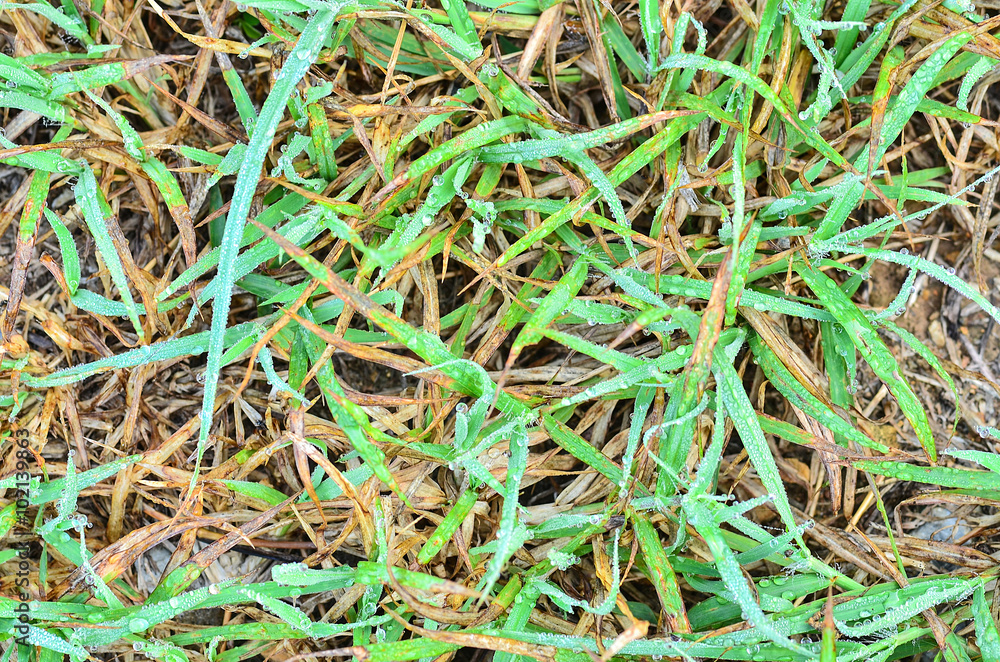 Fresh grass with dew drops