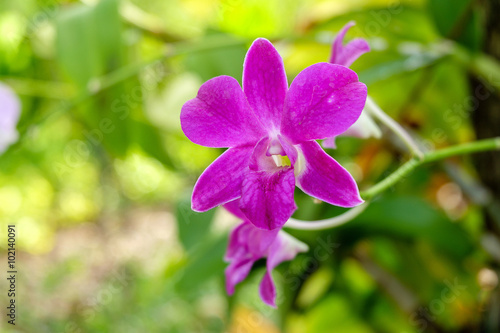 Orchid flowers are blooming.