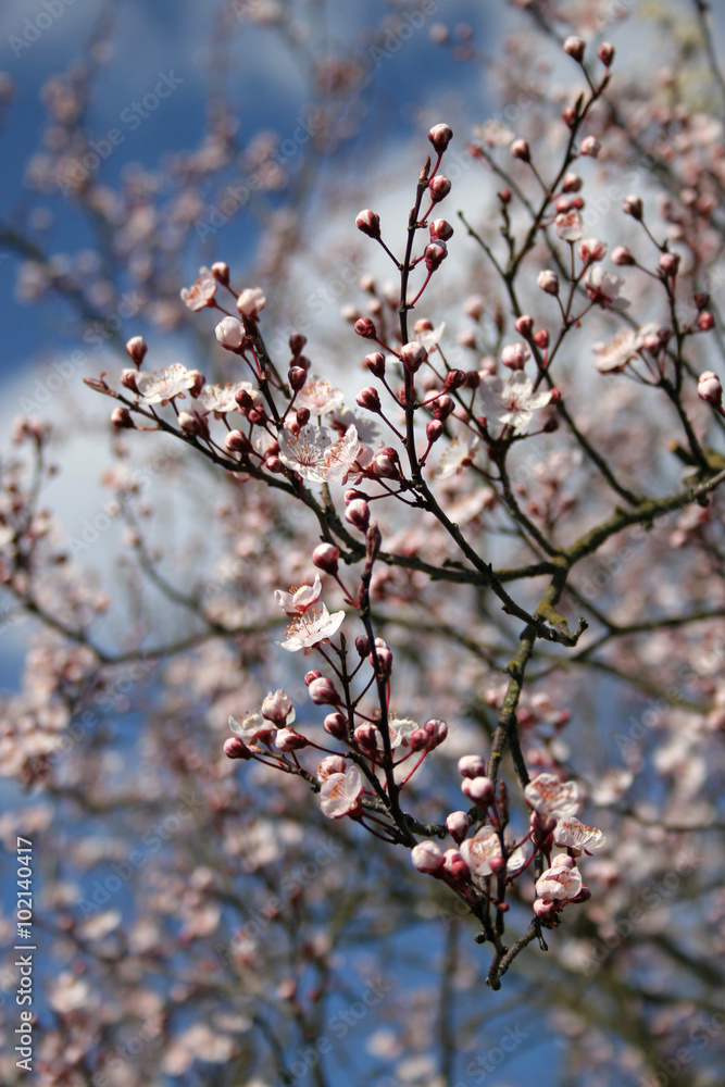 Frühjahrsblüte