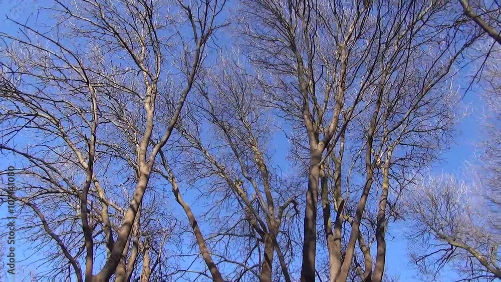 Trees against the sky Trees against the sky