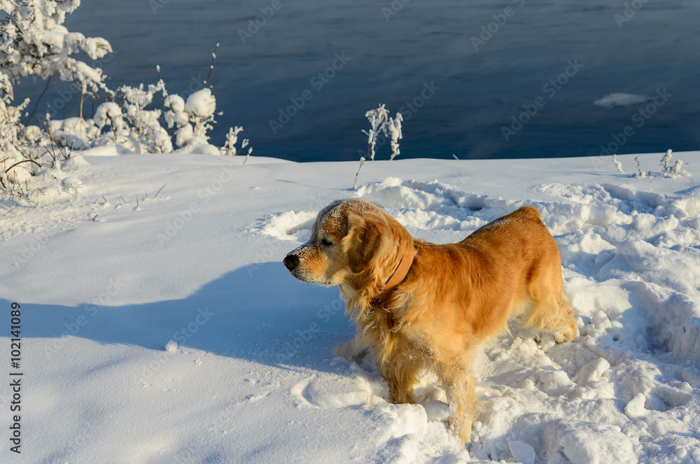 dog Golden Retriever stands in the snow
