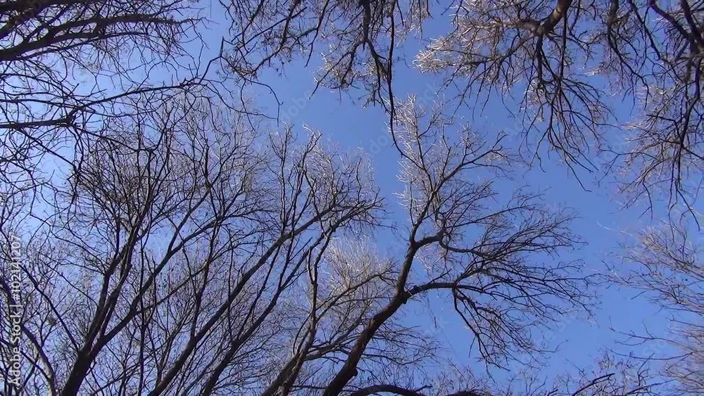 Trees against the sky Trees against the sky