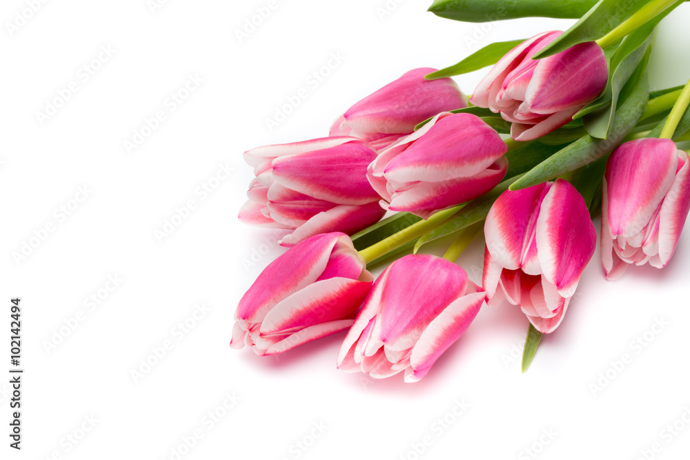Tulips pink on the white background. Tulips pink on the white background.