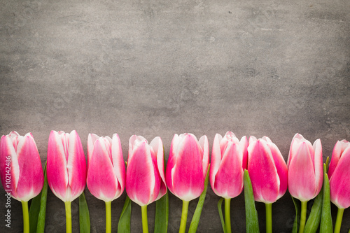 Tulips on the grey  background.