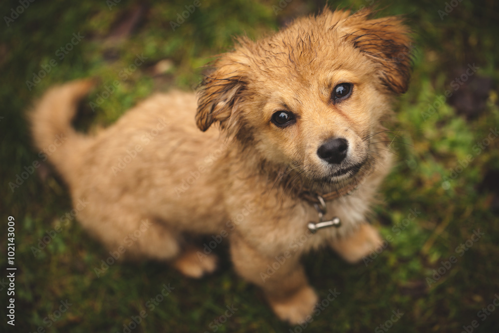 Fototapeta premium Hund ist nass