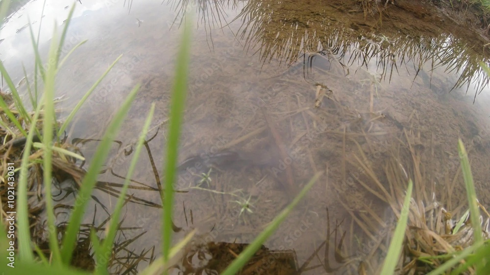 Tritons Swim in Shallow Water in One of The Ponds in The Carpathians Tritons Swim in Shallow Water in One of The Ponds in The Carpathians