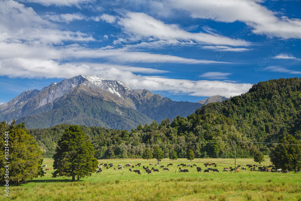 Fototapeta premium Cattle farm in New Zealand