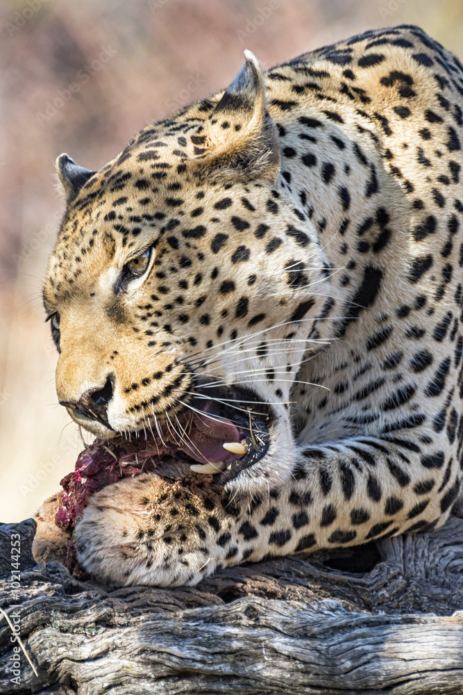 Fototapeta premium Leopardo