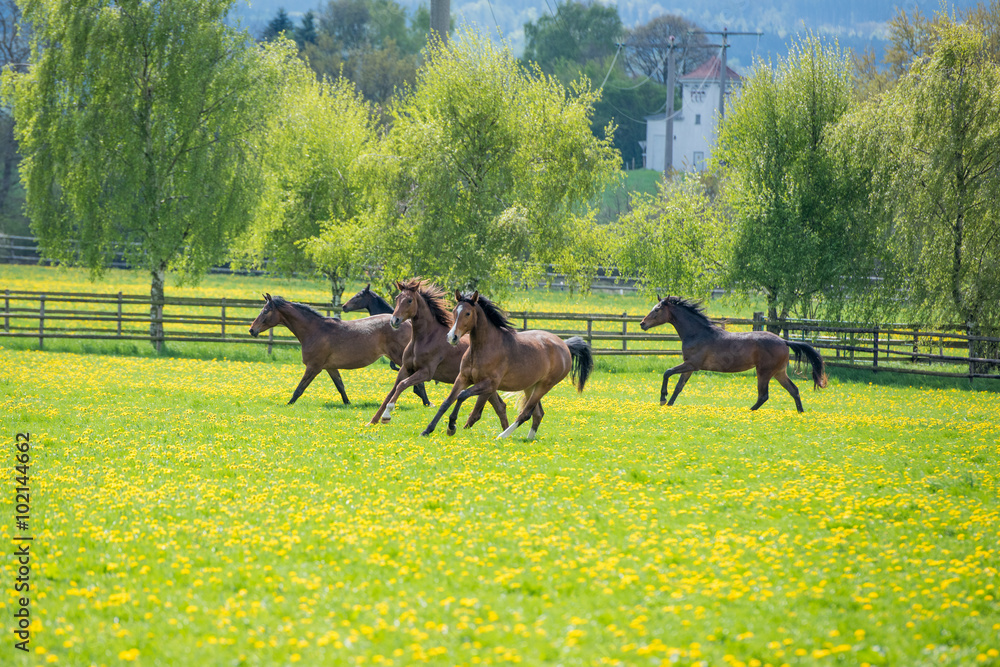 Fototapeta premium galopoierende Jungpferde auf der Weide