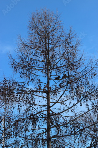 Силуэт дерева на фоне синего неба