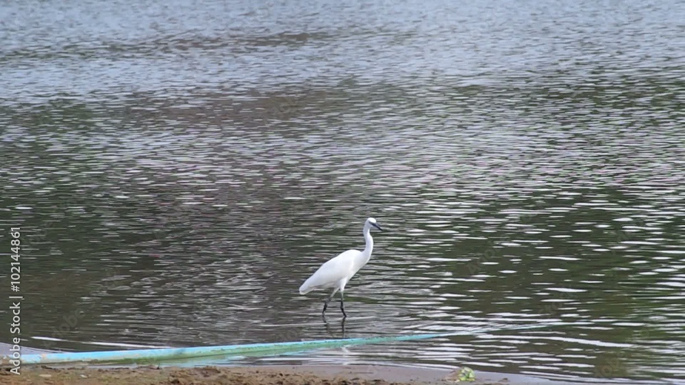 a white crane is walking in the shallow part of the reservoir close to the shore a white crane is walking in the shallow part of the reservoir close to the shore