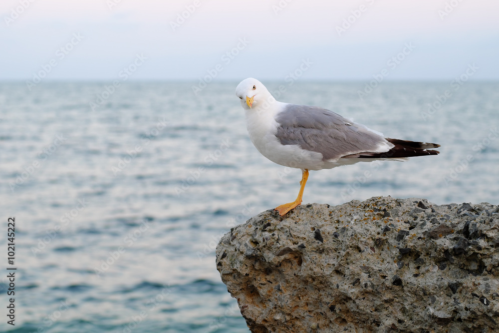Fototapeta premium Seagull on evening sea background