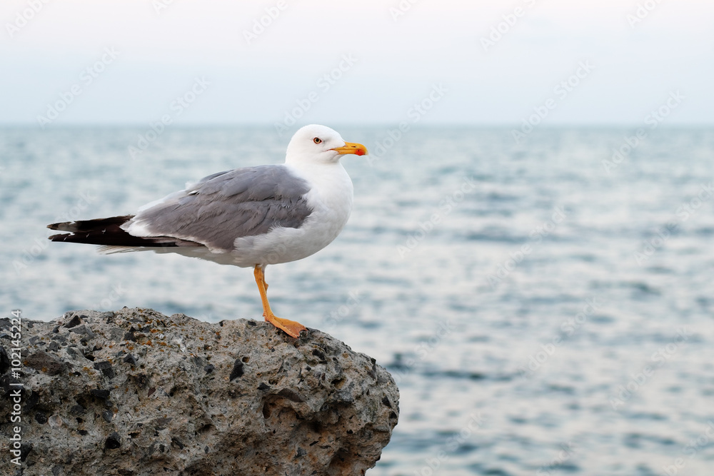 Fototapeta premium Seagull on sea background