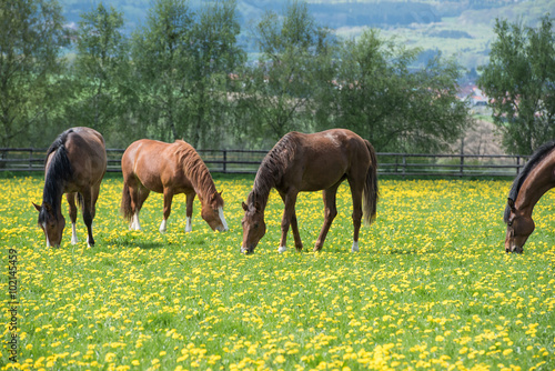 Fototapeta Naklejka Na Ścianę i Meble -  grasende Pferdegruppe